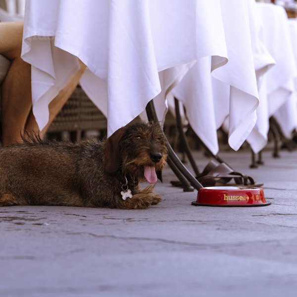 Bowl, S | Durable stainless steel pet bowl