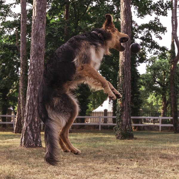Boll, L | Bouncing rubber ball
