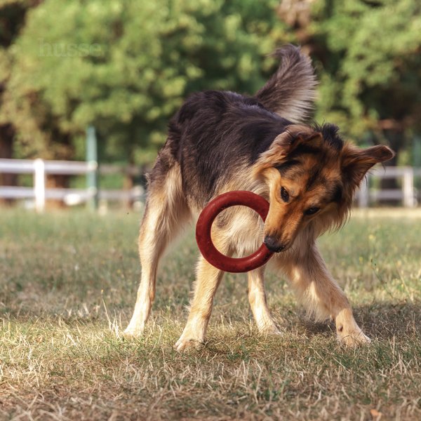 Bitring, L | Ring dog toy great for fetching & tugging