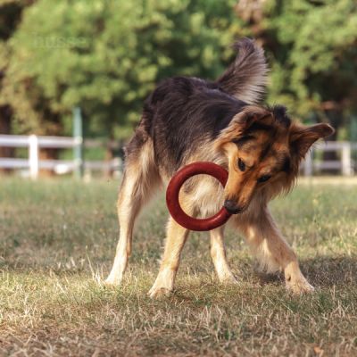 Bitring, L | Ring dog toy great for fetching & tugging