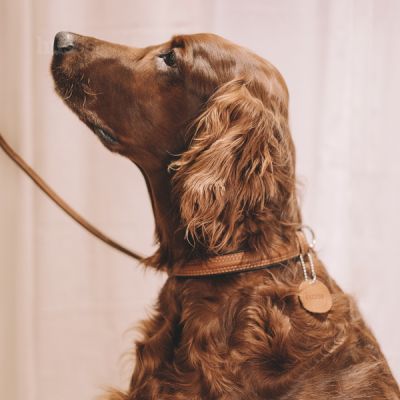 Stroll Collar, S | Adjustable dog collar